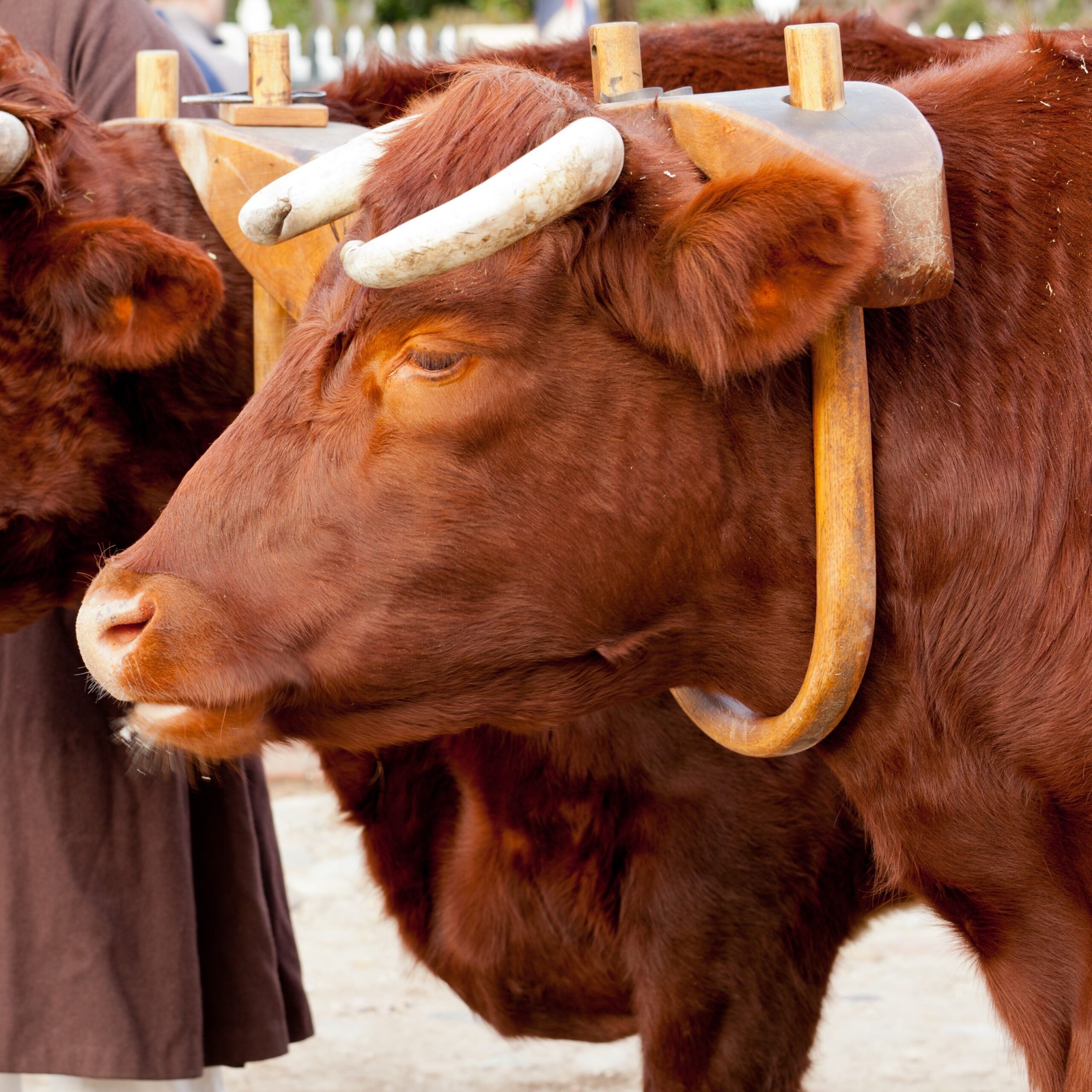 Matthew 11 – 12; Luke 11