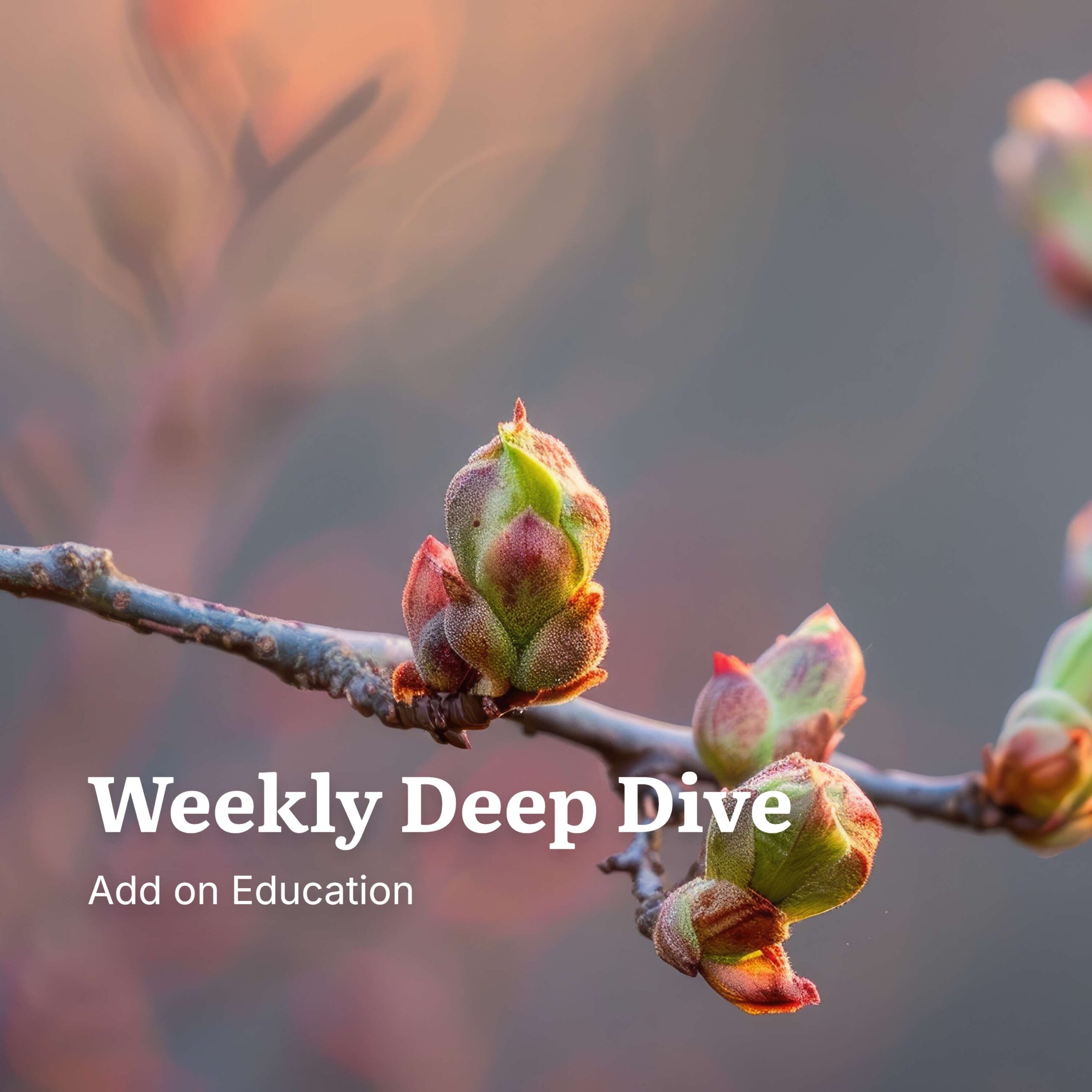Weekly Deep Dive